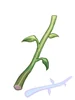 Stem
