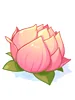 Charming Lotus