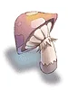 Orange Net Mushroom
