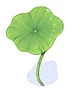 Lotus Leaf