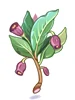 Poison Herb Scoporia