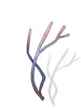Sinew of Bear