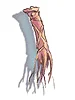 Tendon