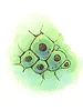 Single Cell