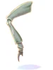 Insect Leg