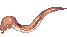 Anacondaq, walking
