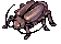 Thief Bug Female, dying
