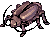 Thief Bug Female, walking