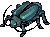 Thief Bug Male, walking