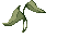 Green Plant, dying
