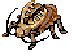 Golden Thief Bug, dying