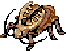 Golden Thief Bug, walking