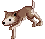 Baby Desert Wolf, walking