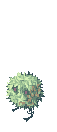 Rafflesia, dying