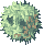 Rafflesia, standing
