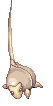 Stem Worm, dying