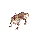 Desert Wolf, attacking