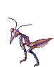 Killer Mantis, walking
