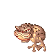 Poison Toad, walking