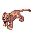 Baby Leopard, walking