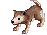 Baby Desert Wolf, attacking