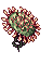 Drosera, dying