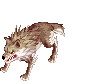 Desert Wolf, dying