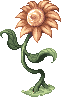 Yellow Flower, dying