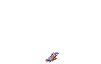 Centipede Larva, dying